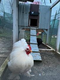 Gallo di cocincina nana