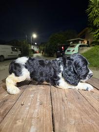 Cocker spaniel
