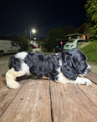Cocker spaniel