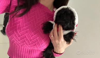 Maltipoo femminuccia