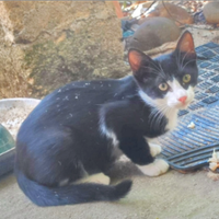 Gattino tre mesi Felix nero e bianco