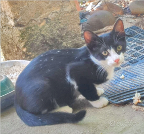 Gattino tre mesi Felix nero e bianco
