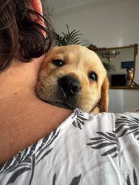 Cuccioli Labrador