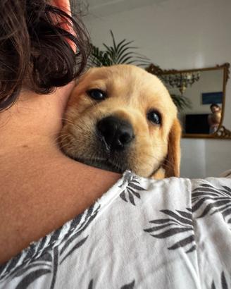 Cuccioli Labrador