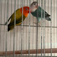 Coppia Fischer pappagalli