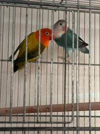 Coppia Fischer pappagalli