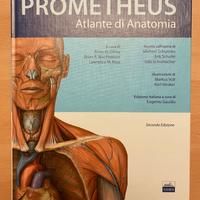 Atlante di Anatomia Prometheus, seconda edizione.