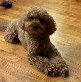 4 cuccioli di barboncino pronti a febbraio 26