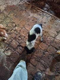 Cucciola razza Breton di mesi 4