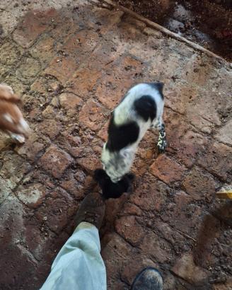 Cucciola razza Breton di mesi 4
