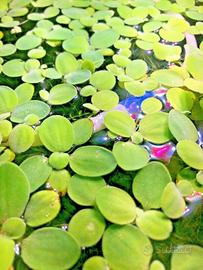 Pistia stratiotes