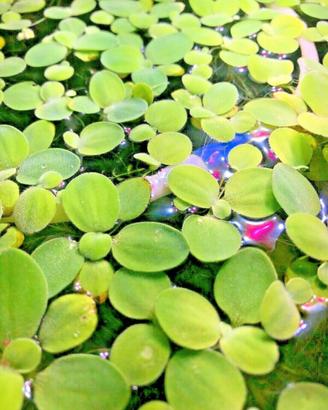 Pistia stratiotes