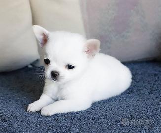 Chihuahua pedigree enci