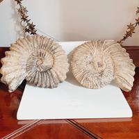 coppia fossili ceramica raku