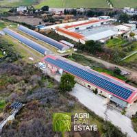 Azienda Avicola 3 HA con capannoni e residenza
