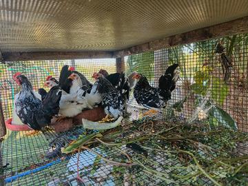 galline chabo