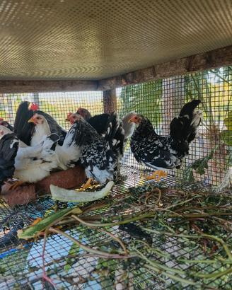 galline chabo