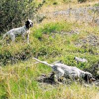 Cuccioli Setter 4 Mesi Maschi e Femmine caccia