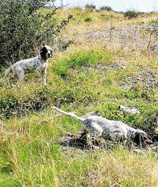 Cuccioli Setter 4 Mesi Maschi e Femmine caccia