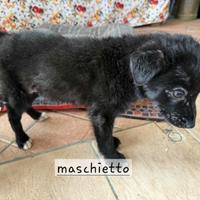Cuccioli di taglia media