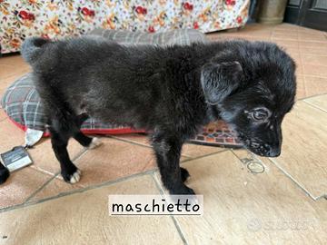 Cuccioli di taglia media