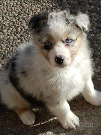 Cuccioli di Pastore Australiano