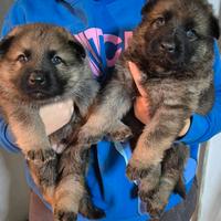 Cuccioli Pastore Tedesco