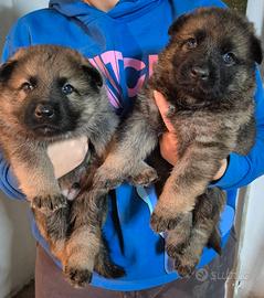 Cuccioli Pastore Tedesco