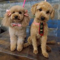 Barboncino maschio fulvo ENCI