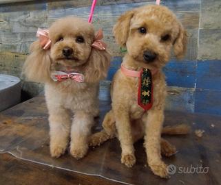 Barboncino maschio fulvo ENCI