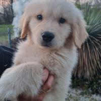 Cucciolo di Golden Retriever 100% linea americana