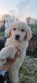 Cucciolo di Golden Retriever 100% linea americana
