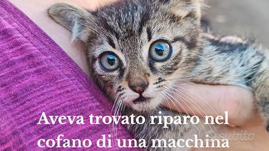 Gattino tigrato, salvato, per adozione