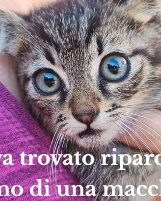 Gattino tigrato, salvato, per adozione