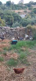 1 Coppia di oche sebastopoli e 3 oche tolosa