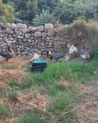 1 Coppia di oche sebastopoli e 3 oche tolosa