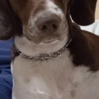 Cane maschio x incontro amoroso