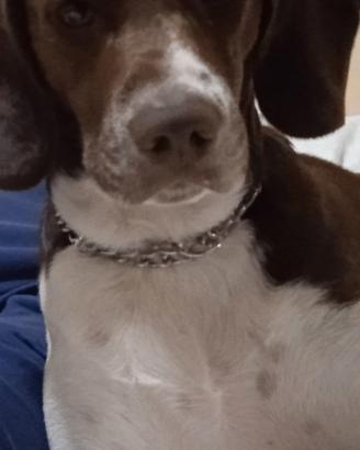 Cane maschio x incontro amoroso