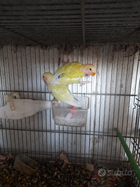 Inseparabili di due mesi