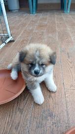 Cucciolo Akita inu