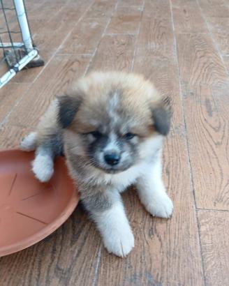 Cucciolo Akita inu