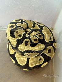 Pitone reale maschio