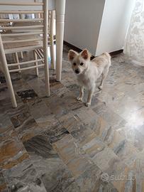 Spitz Pomerania