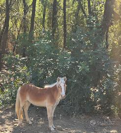 Puledri Haflinger