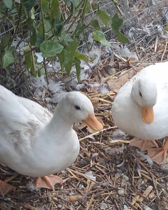 Anatre Mignon Call Duck