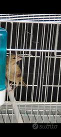 Uccelli