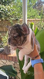 Vendita bulldog francese