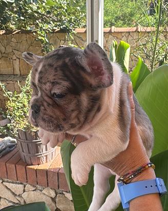 Vendita bulldog francese