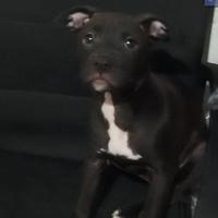 Animalo