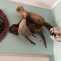 Mustelide con preda tassidermia scena di caccia